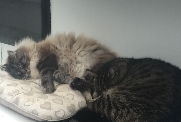 sleeping-cats